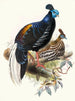 Euplocomus was in brand - Joseph Smit — weergave van het kunstwerk