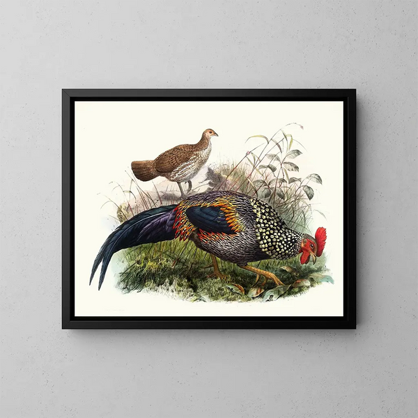 The rooster of Sonnerat - Joseph Smit — framed artwork on a wall