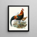 A rusty rooster - Joseph Smit — framed artwork on a wall