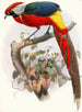 Hybrid Pheasant - Joseph Smit — artwork view