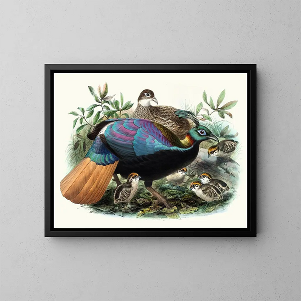 Lophophore impeyanus - Joseph Smit — framed artwork on a wall