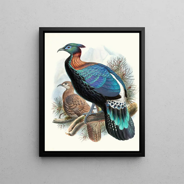 Lophophorus lhuysii - Joseph Smit — ingelijst kunstwerk aan de muur