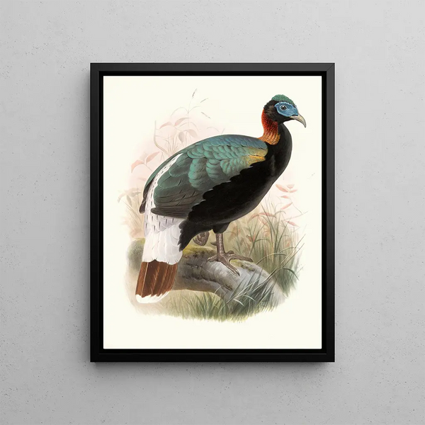Lophophorus sclateri - Joseph Smit — ingelijst kunstwerk aan de muur