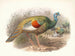 Mélanocris ocellata - Joseph Smit — artwork view