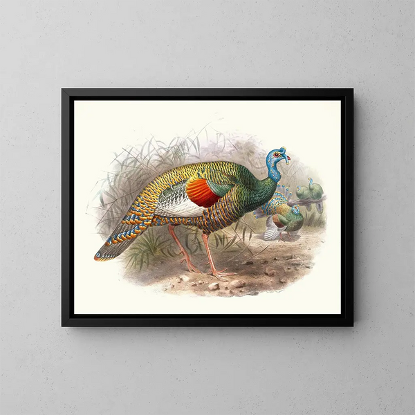 Ocellated Turkey - Joseph Smit — framed artwork on a wall