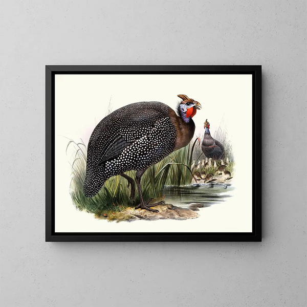 Numide mélaigre - Joseph Smit — framed artwork on a wall