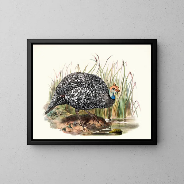 Numida mitrata - Joseph Smit — framed artwork on a wall