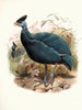 Numida plumifera - Joseph Smit — artwork view
