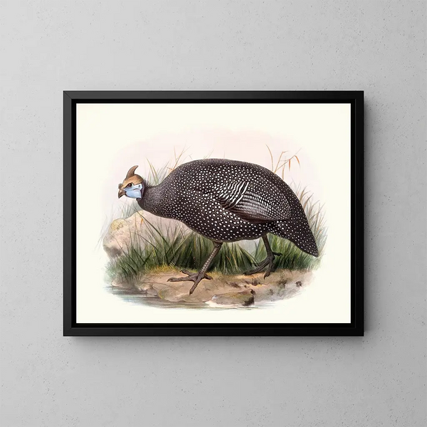 Ptilorhynque numide - Joseph Smit — framed artwork on a wall