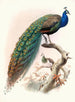 Pavo cristatus - Joseph Smit — weergave van het kunstwerk
