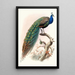 Pavo cristatus - Joseph Smit — ingelijst kunstwerk aan de muur