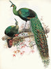 Pavo muticus - Joseph Smit — artwork view