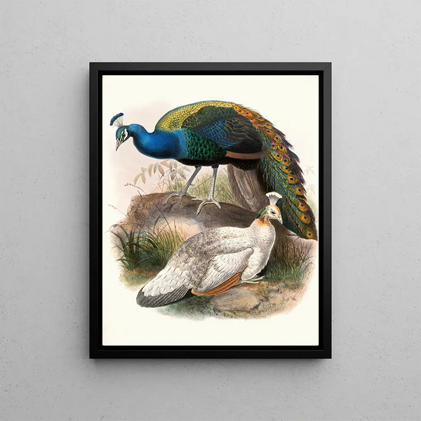 Pavo nigripennis - Joseph Smit — ingelijst kunstwerk aan de muur