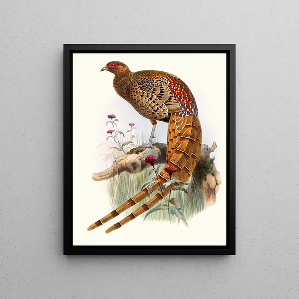 Phasianus soemmerringi var pétillant - Joseph Smit — framed artwork on a wall