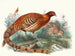 Phasianus Soemmerringii - Joseph Smit — artwork view