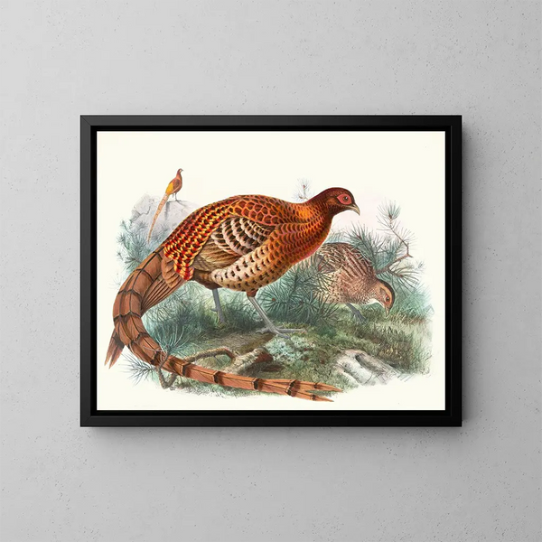Phasianus Soemmerringii - Joseph Smit — framed artwork on a wall