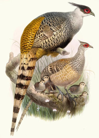 Joseph Smit - Phasianus Wallichii.webp
