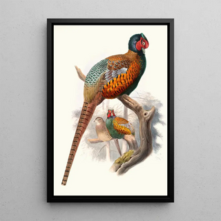 Joseph Smit - Phasianus elegans.webp