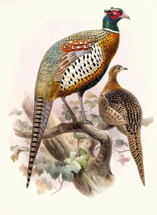 Joseph Smit - Phasianus formosanus.webp