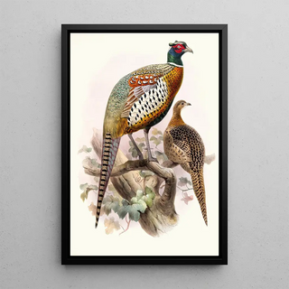 Joseph Smit - Phasianus formosanus.webp