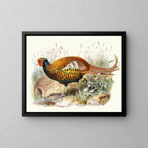 Remarkable Pheasant - Joseph Smit — framed artwork on a wall