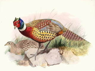 Joseph Smit - Phasianus torquatus.webp