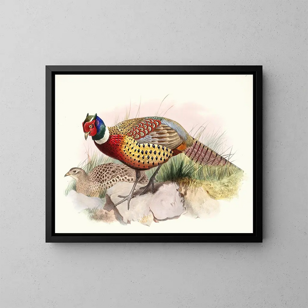 Pheasant with Collar - Joseph Smit — framed artwork on a wall