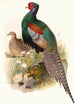 Phasianus versicolor - Joseph Smit — weergave van het kunstwerk