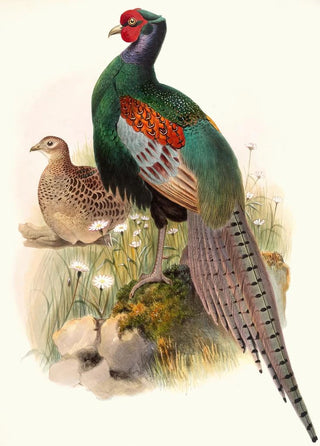 Joseph Smit - Phasianus versicolor.webp