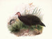 Phasidus Niger - Joseph Smit — artwork view