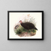 Phasidus Niger - Joseph Smit — framed artwork on a wall