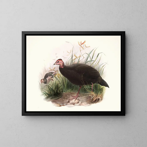 Phasidus Niger - Joseph Smit — framed artwork on a wall