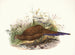 Poule de Sumatra - Joseph Smit — weergave van het kunstwerk