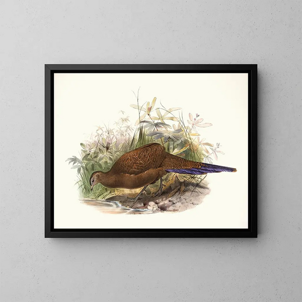Poule de Sumatra - Joseph Smit — ingelijst kunstwerk aan de muur