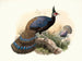 Polyplectron emphanum - Joseph Smit — artwork view