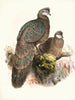Polyplectron thibetanum - Joseph Smit — weergave van het kunstwerk