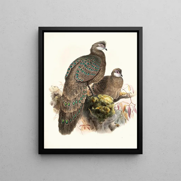 Polyplectron thibetanum - Joseph Smit — framed artwork on a wall