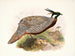 Purcasia macrolopha - Joseph Smit — weergave van het kunstwerk