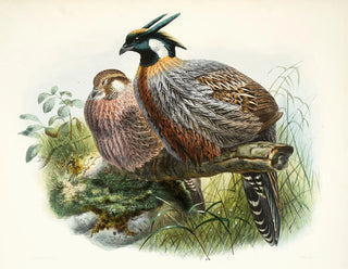 Joseph Smit - Purcasia xanthospila.webp