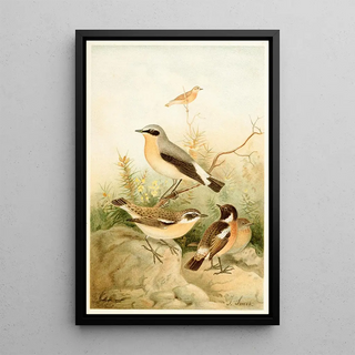 Joseph Smit - Wheatear Stonechat and Whinchat.webp