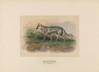 Joseph Wolf - Azaras Fox.webp