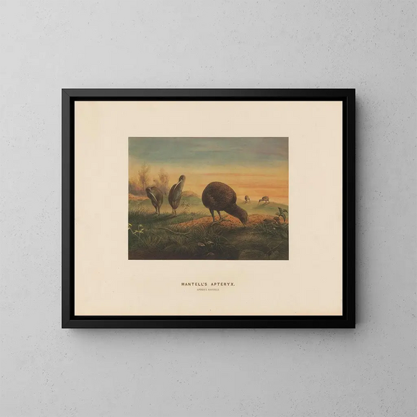 Apteryx de Mantell - Joseph Wolf — framed artwork on a wall