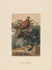 Pheasant of Reeves - Joseph Wolf — artwork view