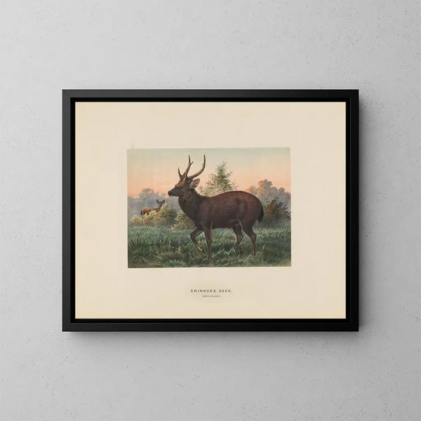 Deer of Swinhoe - Joseph Wolf — framed artwork on a wall