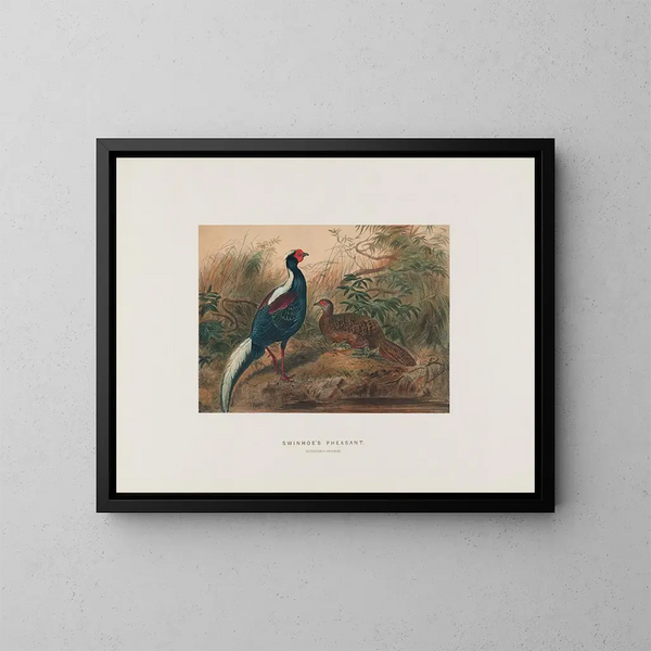 Pheasant of Swinhoe - Joseph Wolf — framed artwork on a wall