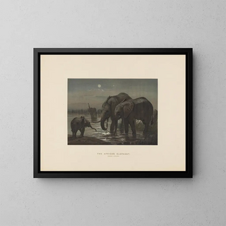 Joseph Wolf - The African Elephant.webp