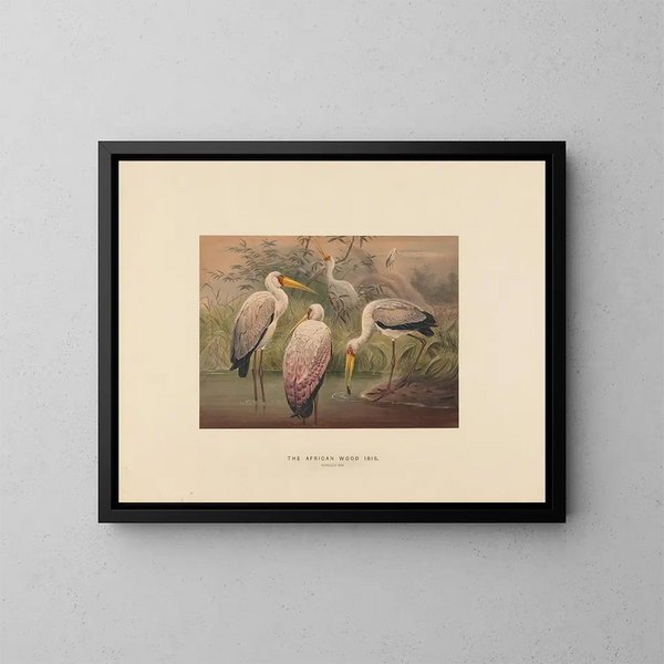L'ibis des savanes - Joseph Wolf — framed artwork on a wall