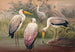 L'ibis bois africain - Joseph Wolf — weergave van het kunstwerk