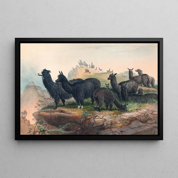 L'Alpaga - Joseph Wolf — framed artwork on a wall