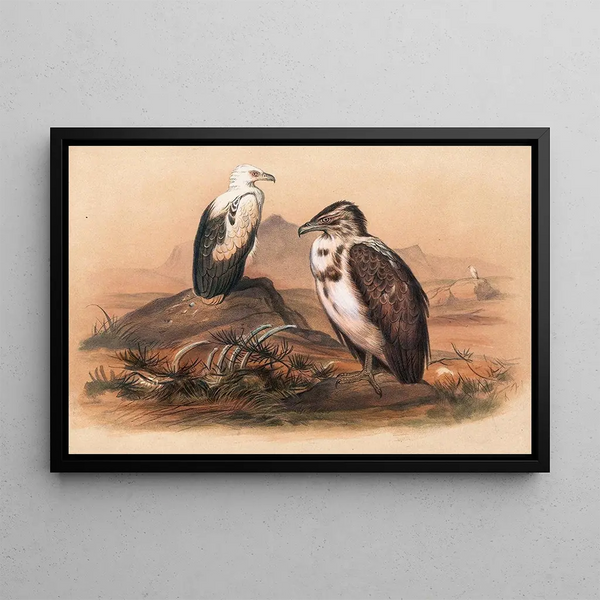 The Angolan Vulture - Joseph Wolf — framed artwork on a wall